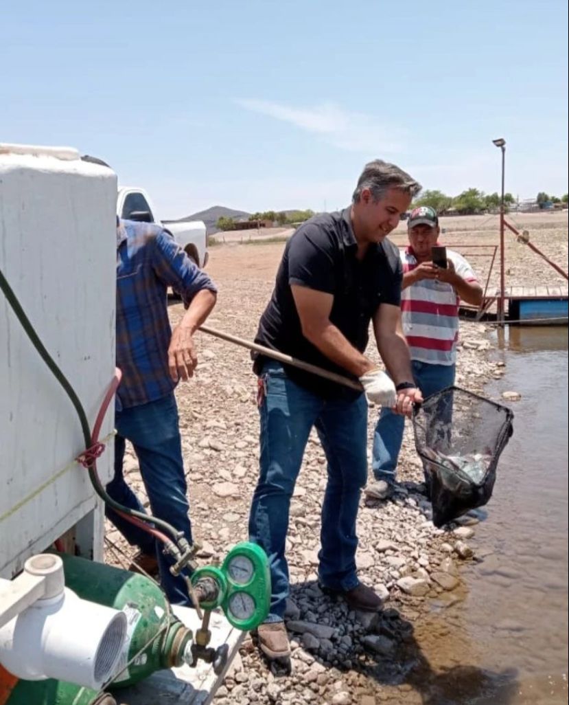 Aumenta IAES 200 por ciento la producción de tilapia en 2023